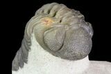 Beautiful, Austerops Trilobite - Ofaten, Morocco #75466-3